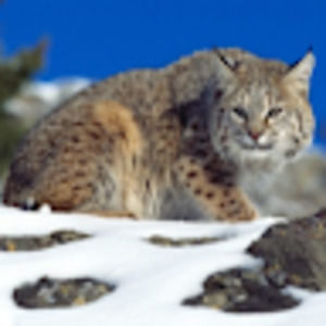 Meet your Posher, Joanna